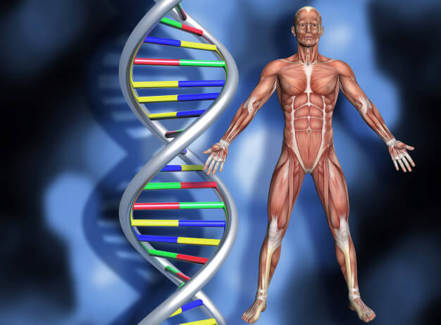 O que é a teoria de Bruce Lipton?